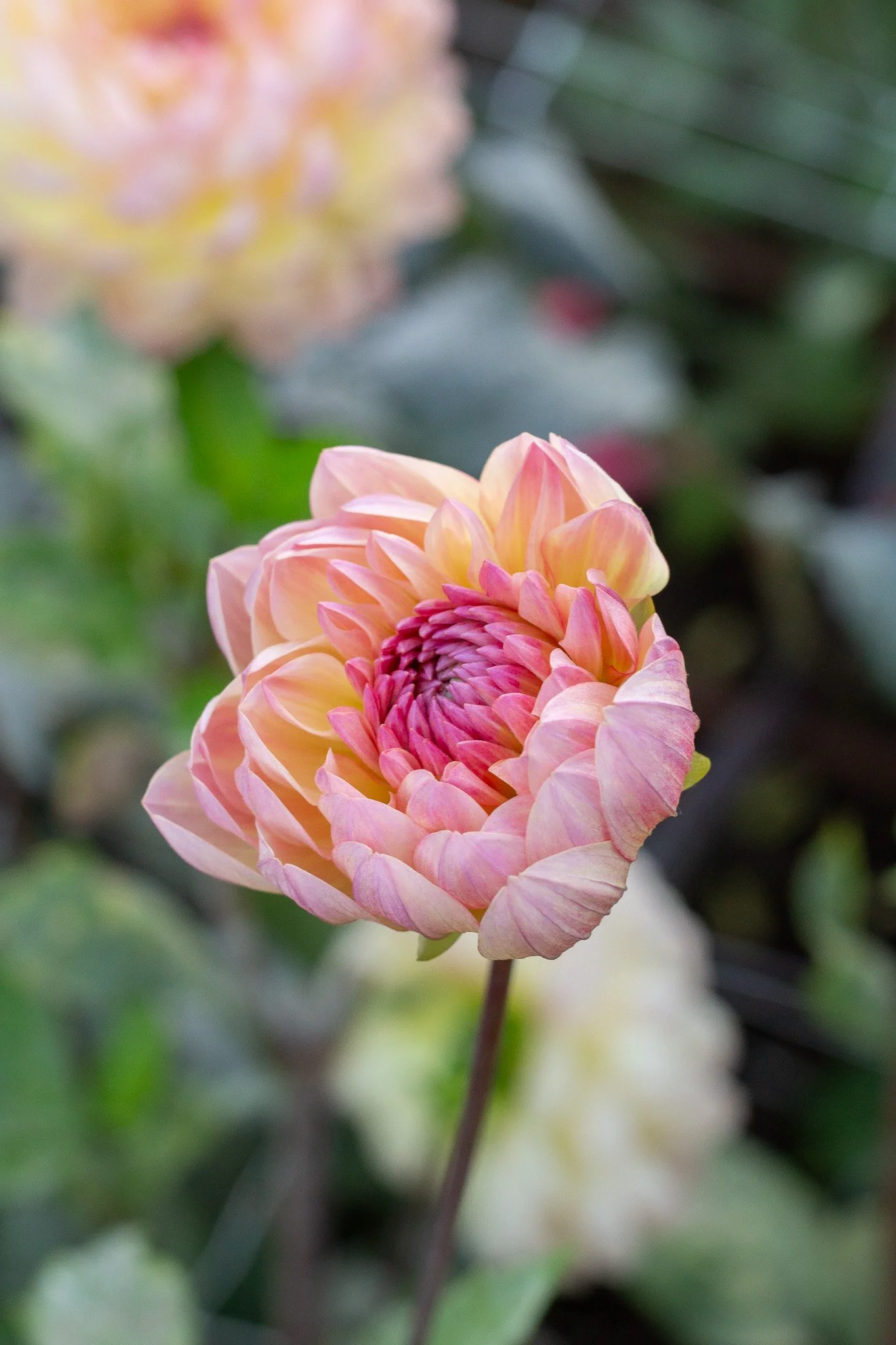 Dahlia : Sandia Bliss — ciderpress lane